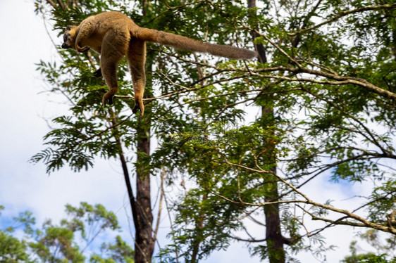 树上雨林中的狐猴从树跳到雨林上的狐猴从跳到红色的西南自然图片