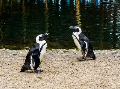 相互作用由两只非洲企鹅组成它们站在水面上彼此相传来自非洲海岸的濒危鸟类物种社会的不飞图片