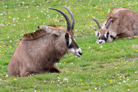 哺乳动物公牛种RoanantelopeHippotoragusequinus羚羊大耳朵头和鹿角详细肖像图片