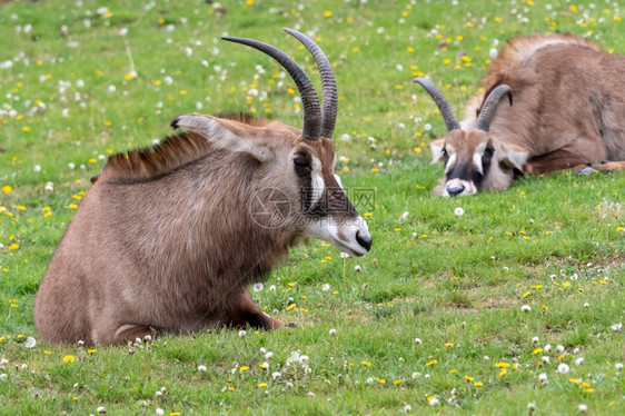 哺乳动物公牛种RoanantelopeHippotoragusequinus羚羊大耳朵头和鹿角详细肖像图片