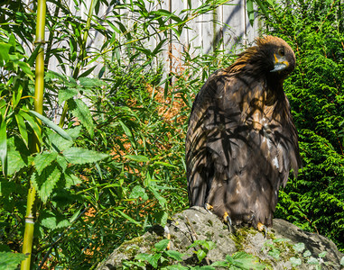 野生动物濒危一只大而临灭绝的鸟头靠在一旁的棕色草原鹰肖像喙图片