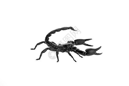 白底蝎子被孤立的白本形蝎子或分离物痛刺丛林图片