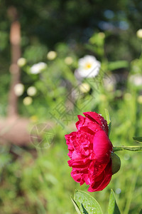 红色的花园里美丽红小马花朵粉色春天图片