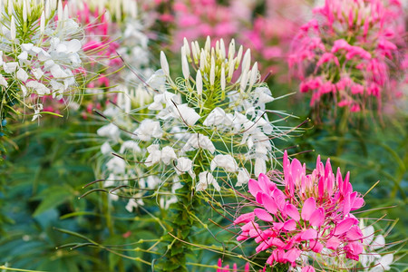 园景泰国生长粉红白蜘蛛花朵在园的哈斯克利安娜用于背景途图片