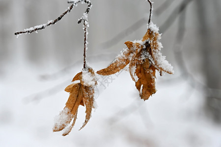 树上白雪的枝其背景多彩覆盖霜植物图片