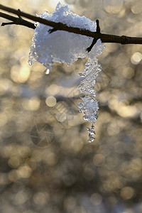 寒冷的风景优美冰树上白雪的枝其背景多彩图片