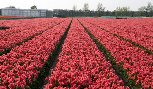 充满活力带有红花的dutch郁金园植物丽丝图片