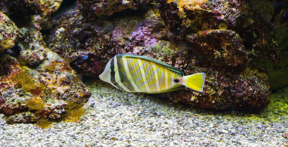 礁石水产养殖海帆鱼一种来自印度海洋的多彩热带水族馆宠物条纹图片