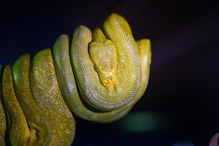 树上的绿蟒旅行分支生物图片