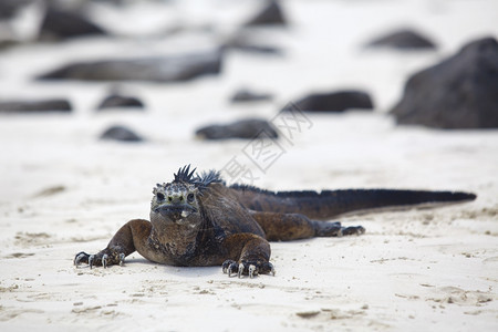 海岸在加拉帕戈斯海滩上行走的洋蜥蜴皮肤厄瓜多尔图片