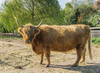 国内的毛茸喇叭关闭一只站立角的苏格兰高地牛动物肖像图片