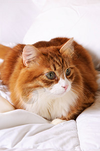朋友小憩在白床上躺休息的红发小毛头猫抚摸图片