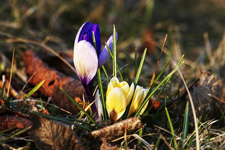 在自然环境中作为早期春天符号盛开的青春露在自然环境里我非常感动地想着有色紫的增强图片
