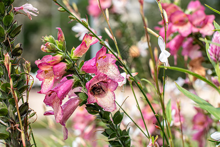 粉红的松竹花朵在夏日公共花园里由白环绕着青马朱斯紫丁香生动图片