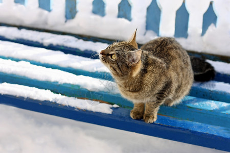 坐在一个旧的蓝色长椅上被雪覆盖着的老蓝长凳上这只猫正在抬头等待着什么下雪的哺乳动物毛皮图片