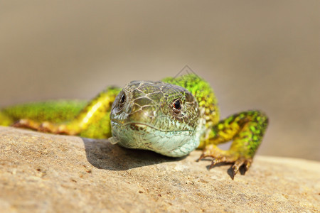 脊椎动物怪野生绿色蜥蜴Lacertaviridis前方视图展示图片