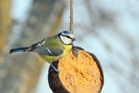 椰子猪油喂食器上的蓝山雀Cyanistescaeruleus蓝绿色自然环境图片