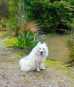 盲目地坐在笑白日本狗面前站在门外的微笑白日本狗边坐在外面凝视池塘愉快图片