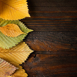 秋季树叶在深色木头上图片