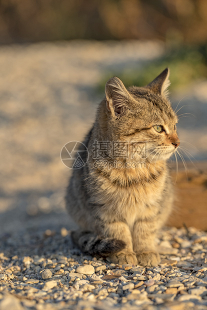 宠物坐在地上的可爱流浪小猫模糊的背景眼睛迷人图片