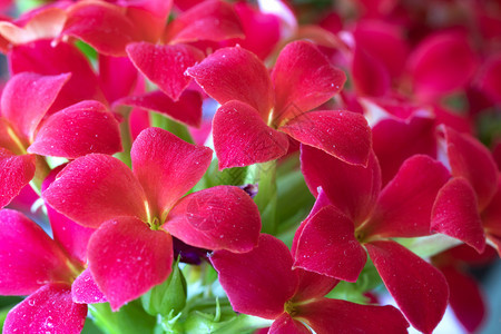 颜色花瓣植物群在阳光明媚的一天紧贴惊人的红花朵图片