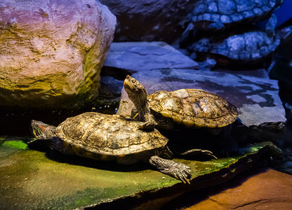 玻璃容器土地海绵滑板龟站在另一只上仰望着头顶美洲热带爬行动物贝壳图片