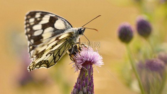 坐着美丽的多彩蝴蝶坐在自然的花朵上夏日阳光在草地外照耀色彩多的天然背景梅拉纳尼吉亚盛会昆虫动物叶子图片