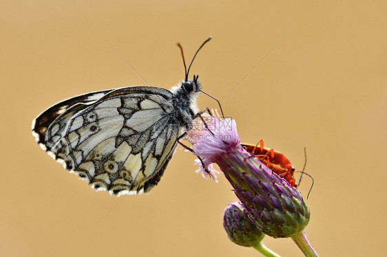 荒野明亮的白色美丽多彩蝴蝶坐在自然的花朵上夏日阳光在草地外照耀色彩多的天然背景梅拉纳尼吉亚盛会昆虫图片