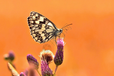肖像棕色的动物群美丽多彩蝴蝶坐在自然的花朵上夏日阳光在草地外照耀色彩多的天然背景梅拉纳尼吉亚盛会昆虫图片