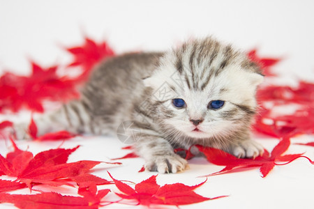 说谎毛皮红色秋天之间白底落叶的黑银英国短毛小猫黑银短发猫丰富多彩的背景图片