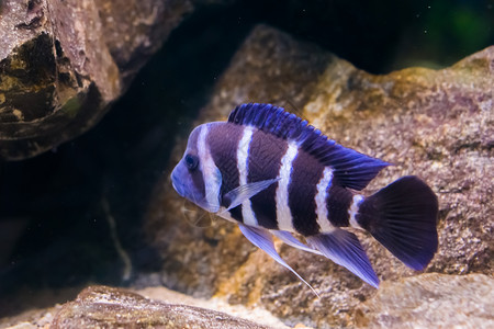 生活非洲坦噶尼喀湖的热带和流行水族馆宠物来自坦噶尼喀湖由非洲坦噶尼喀湖阿里卡慈鲷科背景