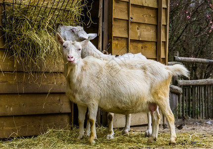 颜料喂食白牛奶山羊一种流行的荷兰混血种羊吃干草农畜喂养埃加格鲁斯图片