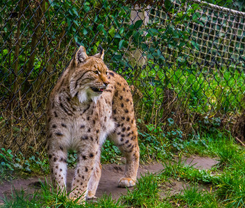 肖像一只欧拉西亚野猫站在草地上露出牙齿从欧亚来的野猫动物园欧洲的图片