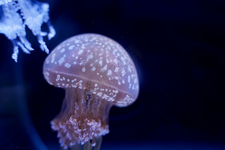 黑色的气候叶根水下Jellyfish黑底图片