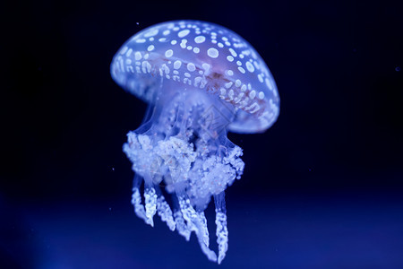 有毒水下Jellyfish黑底游泳意大利图片