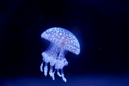 美丽的礁水下Jellyfish黑底荒野图片