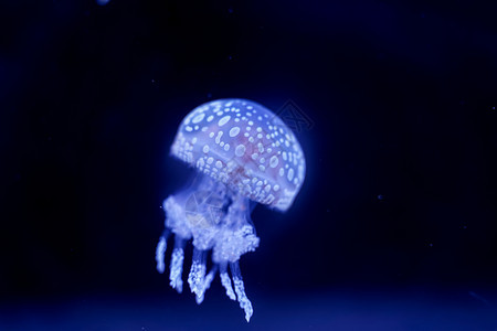 印度尼西亚水下Jellyfish黑底质地深度图片
