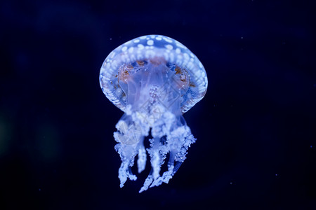 果冻水下Jellyfish黑底日本半透明图片