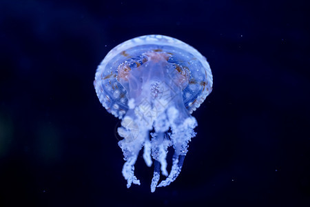 透明海鲜水下Jellyfish黑底白点图片