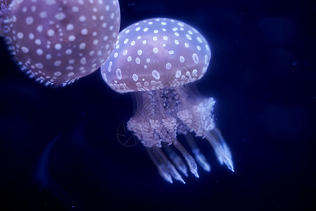 水下Jellyfish黑底鱼地中海镰刀菌图片