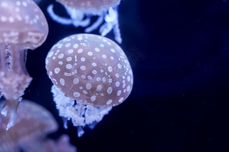 荒野水下Jellyfish黑底地中海鞭科图片