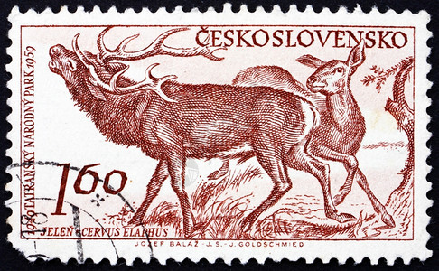 的CZECHOSLOVAKIACIRCA195年捷克斯洛伐印刷的章显示红鹿CervusElaphusTatra公园十周年195c图片