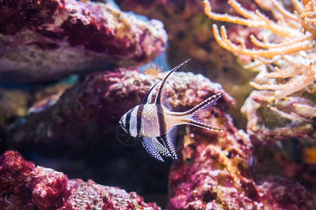 岛屿Banggai红鱼一种受欢迎的水族馆宠物濒危仅生活在印度尼西亚的孟加拉海群岛无翅目水产养殖图片