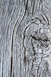 邋遢圆结橡木表面的纹理设计所需的自然有机图案黑暗的松树图片