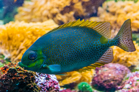 海狐狸脸近端的发现为橙色兔子鱼多彩热带水族馆宠物来自印度太平洋的外来动物种肖像图片