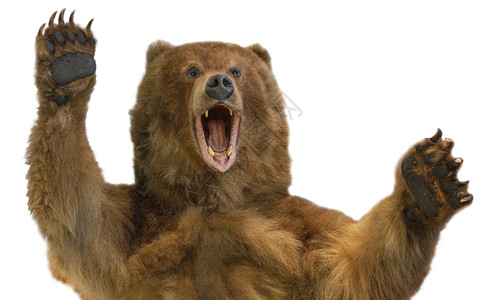 牙齿自然白色背景的Kamchatka棕熊的出租车毛皮图片