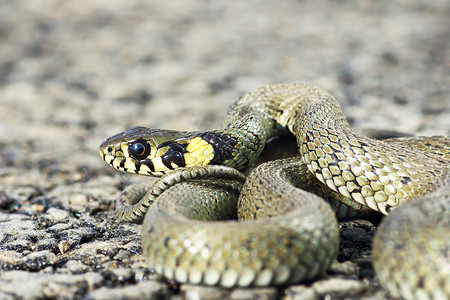 动物细节欧洲最常见的蛇Natrixnatrix或草蛇肉食动物图片