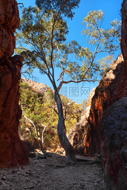 StandleyChasm西麦克唐纳山脉公园澳大利亚北部地区目的弹簧岩石图片