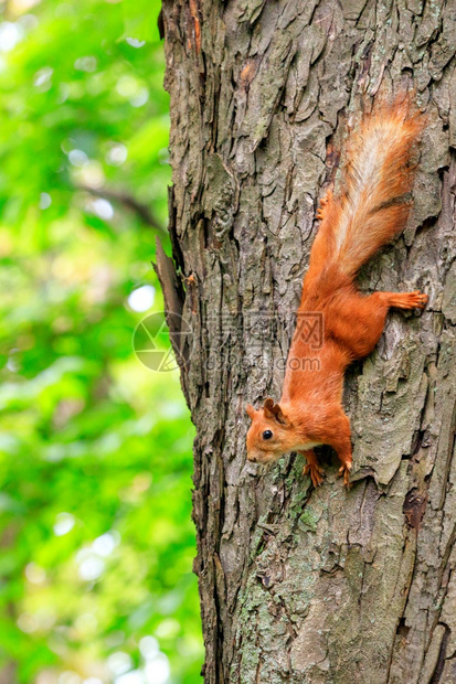 苔藓棕色的橙松鼠小心翼地跑向森林树干头顶用尖利的爪子粘在树干上听周围的声音模仿空间一棵橙色松鼠翻倒在树干上自然图片