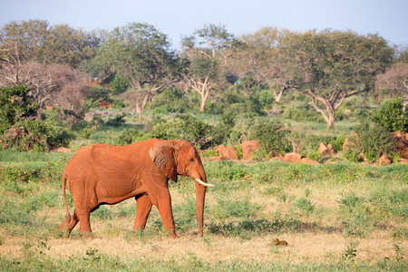 树木卡拉哈里一只大红象穿过许多植物之间的大草原一只红象穿过许多植物之间的大草原肮脏图片
